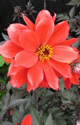 I have no real desire to see dahlias flowering in early winter, even if it is the dazzling 'Bishop of Llandaff'.