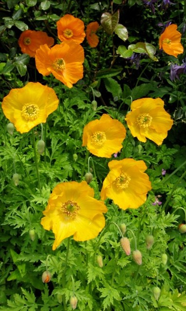 Welsh poppy (Meconopsis cambrica) provides valuable early supplies of pollen and nectar for early-flying bumblebees and honey bees.