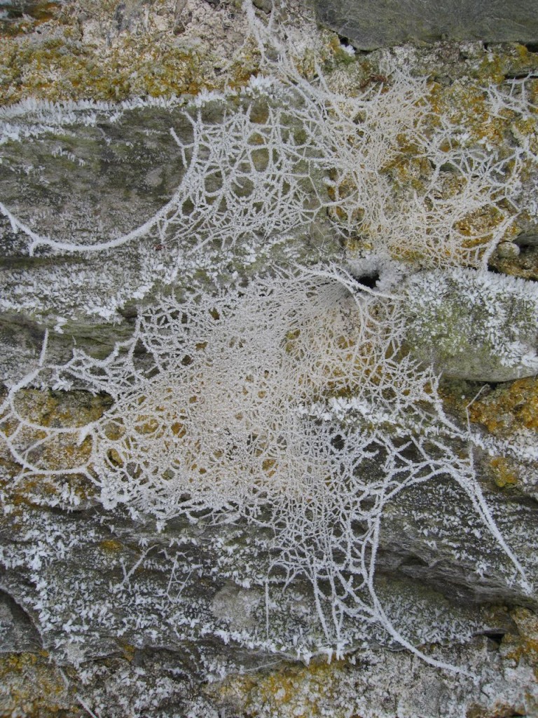 Hoar frosts highlights the intricate network of a spider's web in winter.