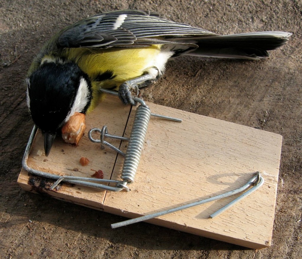 Check That Your Mousetraps Are 'Bird-friendly' This Spring