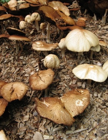 woodchip-toadstools-decomposition-peat-free