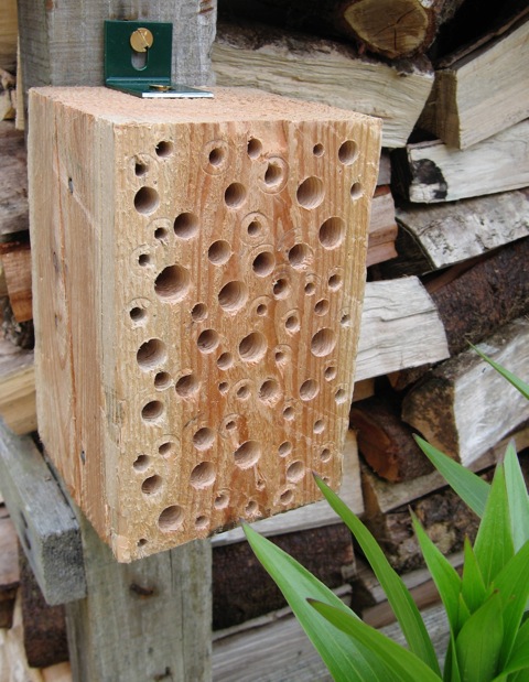wooden-block-solitary-bees-wasps-wild-nest
