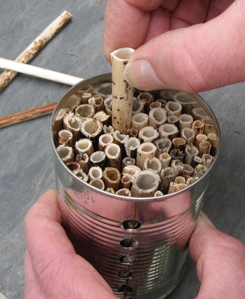 hollow-plant-stems-wild-solitary-bees-wasps-nesting
